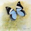 butterfly charaxes bohemi